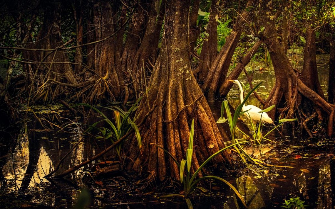 Master Gardeners - Mangrove Trees .jpg